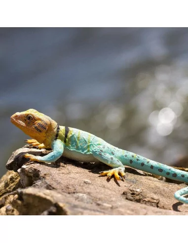 Safari Ltd. Figurka - Leguánovec obojkový